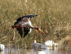 Yellow-billed Stork