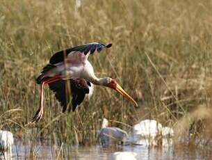 Tantale ibis