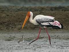 Painted Stork