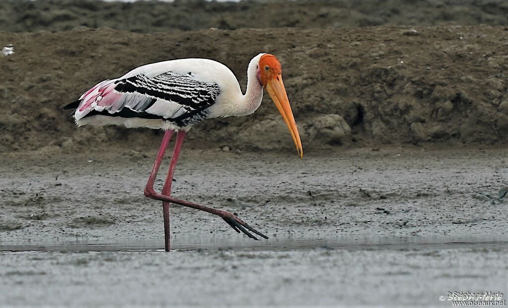 Painted Stork