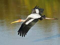 Painted Stork