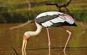 Painted Stork