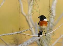 African Stonechat