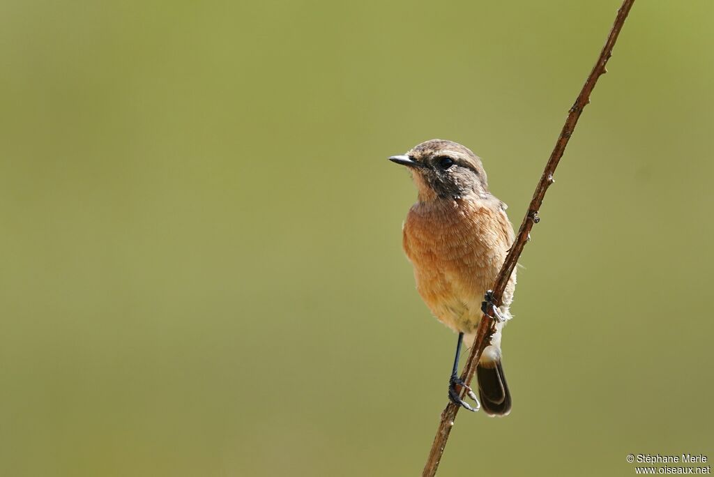 African Stonechat