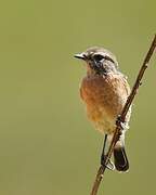 African Stonechat