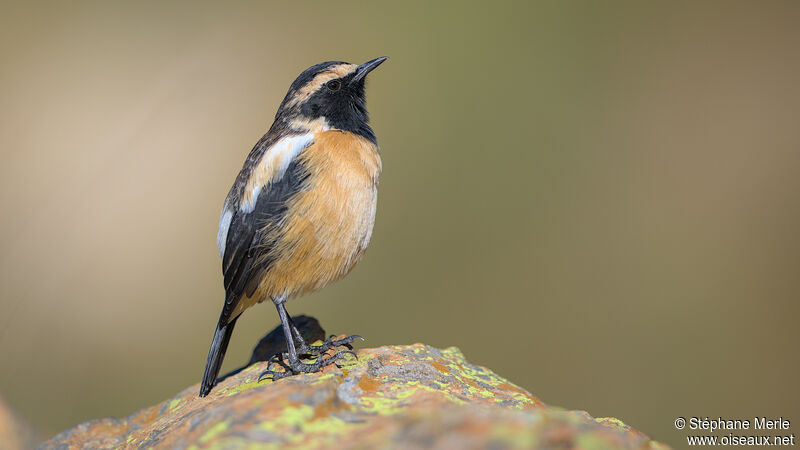 Buff-streaked Chat male adult