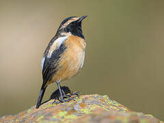 Buff-streaked Chat