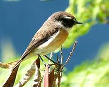 Reunion Stonechat