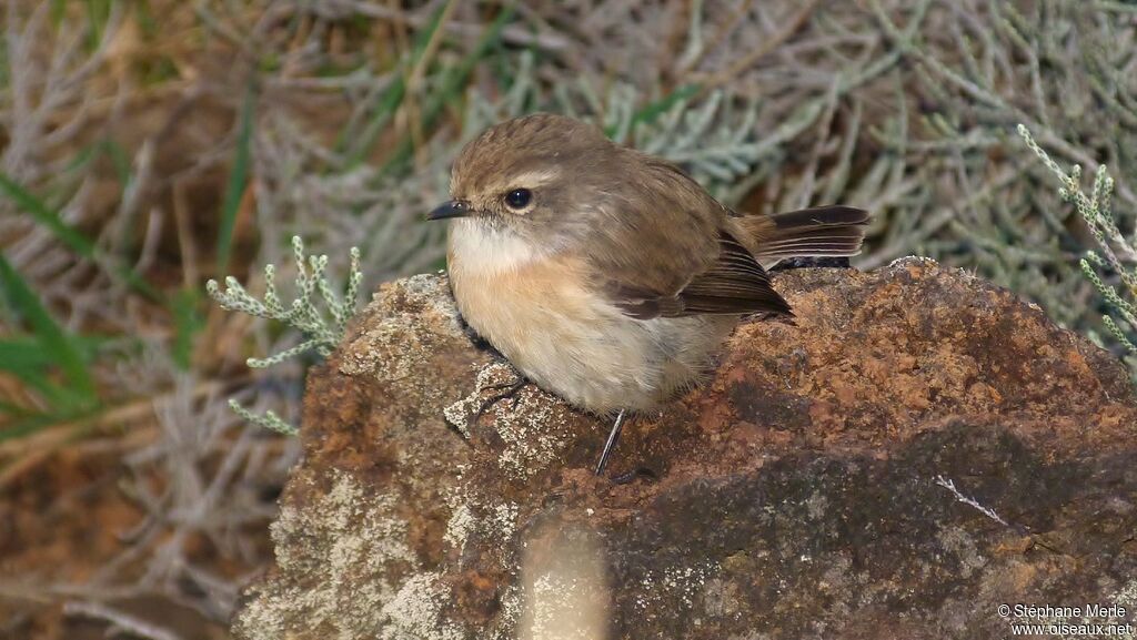 Reunion Stonechat female