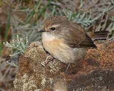 Reunion Stonechat