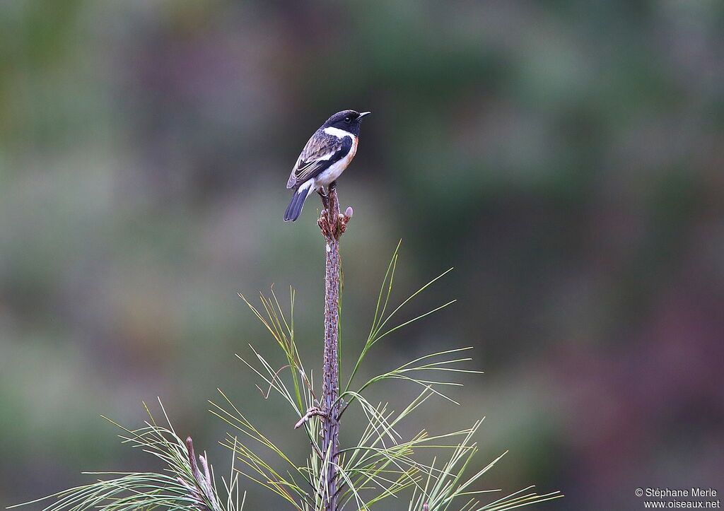 Madagascar Stonechat male adult