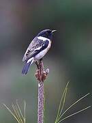 Madagascan Stonechat