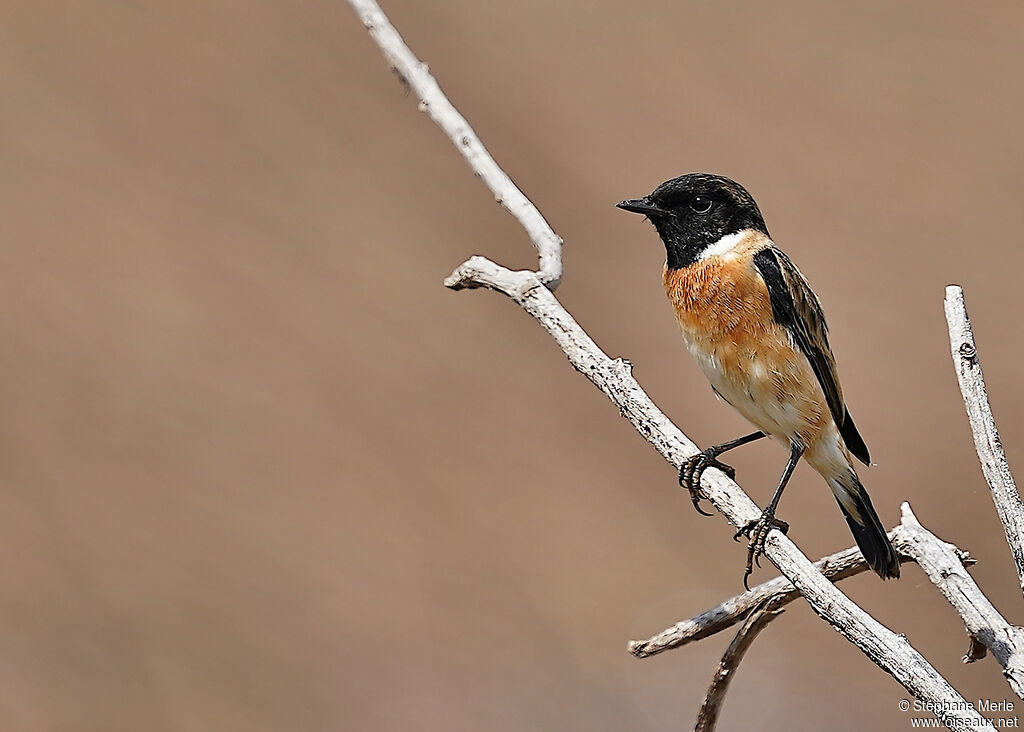 Amur Stonechat male adult