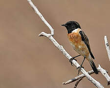 Amur Stonechat