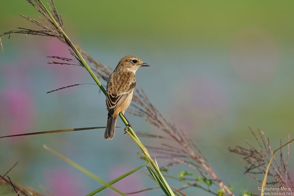 Amur Stonechat female adult