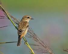 Amur Stonechat