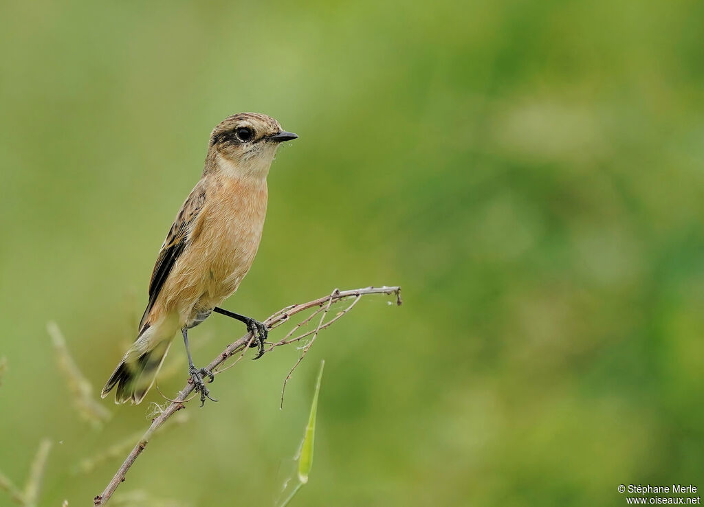 Amur Stonechat female adult