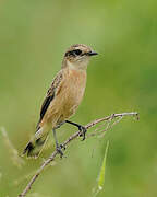 Amur Stonechat