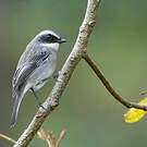 Tarier gris