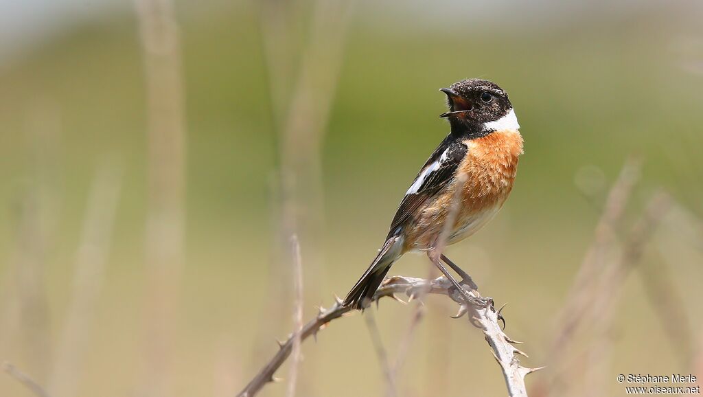 European Stonechat male adult breeding