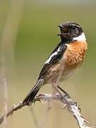 European Stonechat