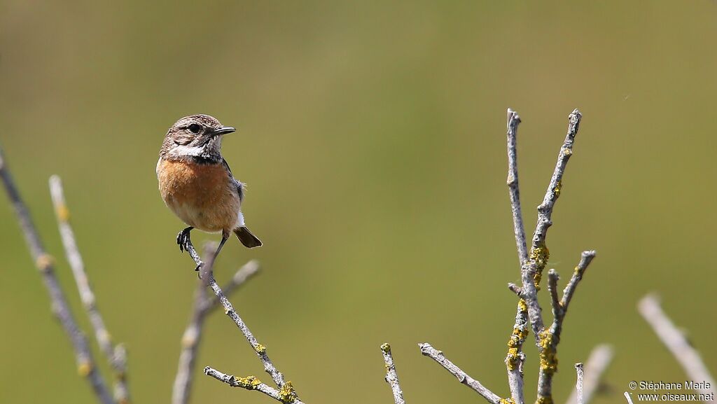 European Stonechat female