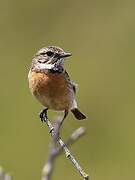 European Stonechat