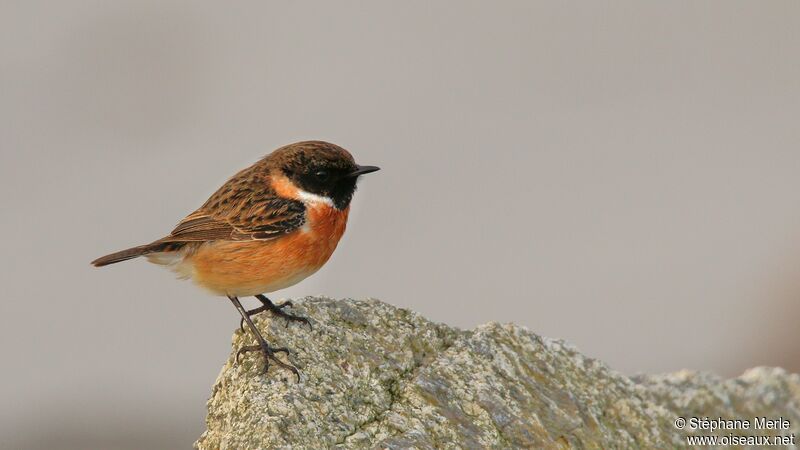 European Stonechat male