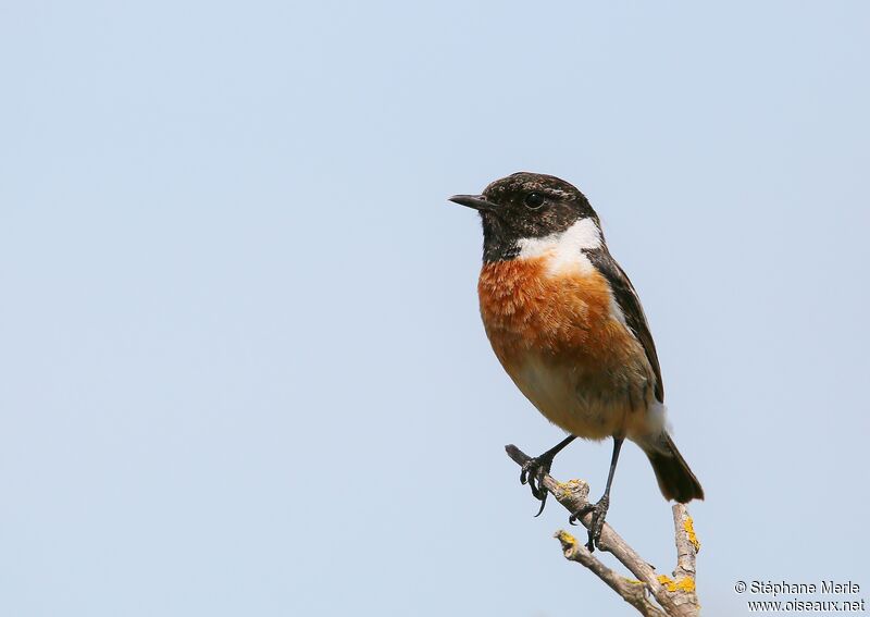 European Stonechat