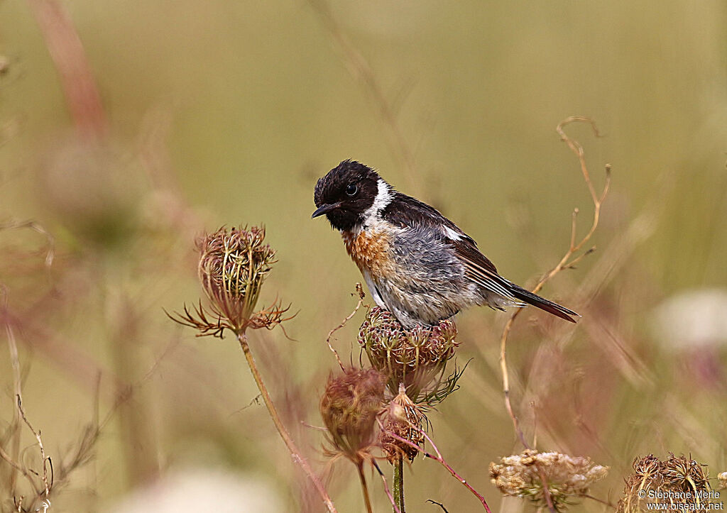 European Stonechat male adult