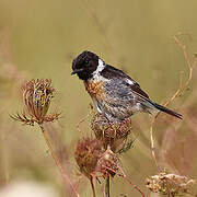 European Stonechat