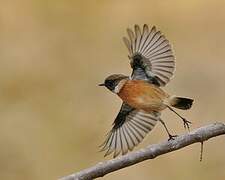 European Stonechat