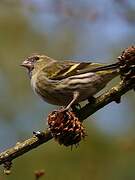 Eurasian Siskin