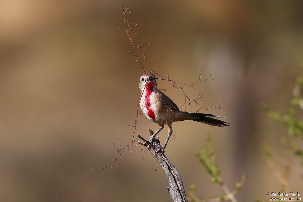 Rosy-patched Bushshrike male adult