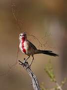 Rosy-patched Bushshrike