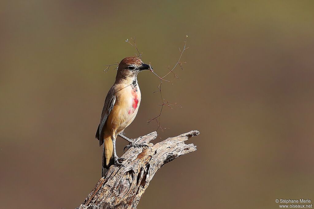 Rosy-patched Bushshrike female adult