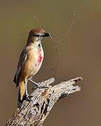 Rosy-patched Bushshrike