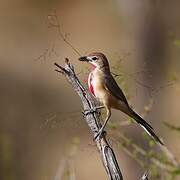 Rosy-patched Bushshrike