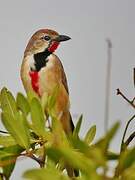 Rosy-patched Bushshrike