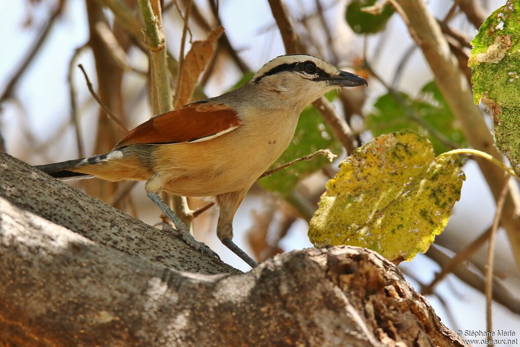 Brown-crowned Tchagraadult