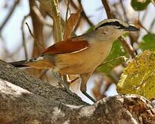 Brown-crowned Tchagra