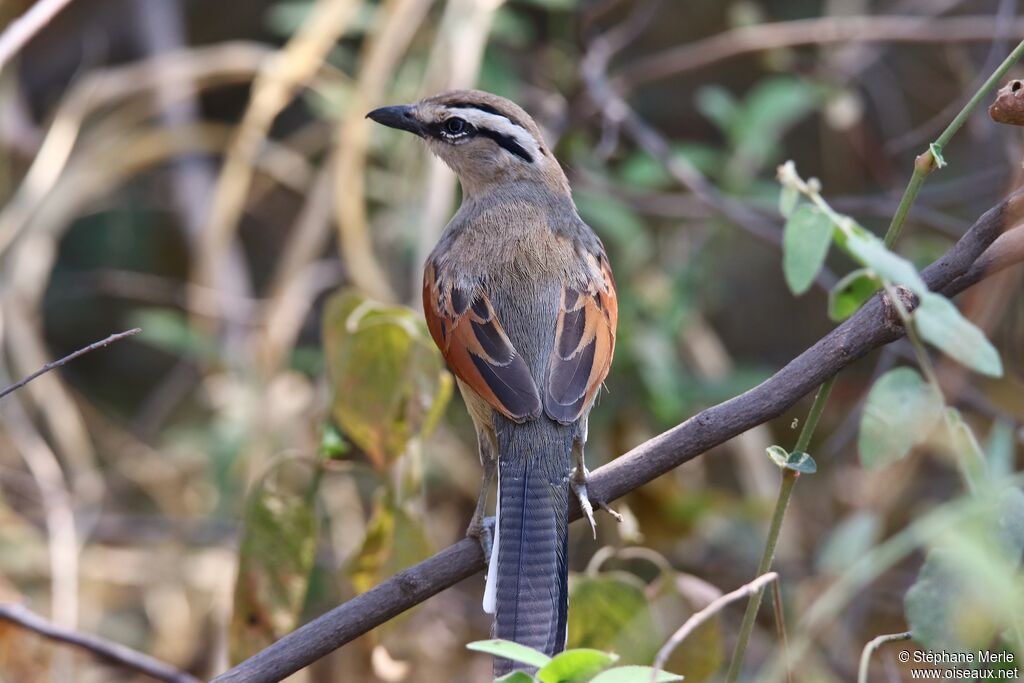 Brown-crowned Tchagraadult