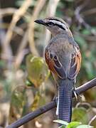 Brown-crowned Tchagra