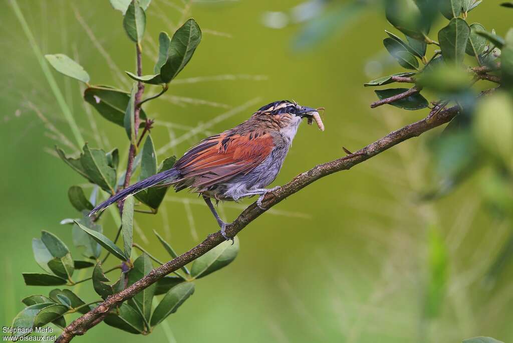 Black-crowned Tchagraadult, feeding habits