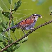 Black-crowned Tchagra