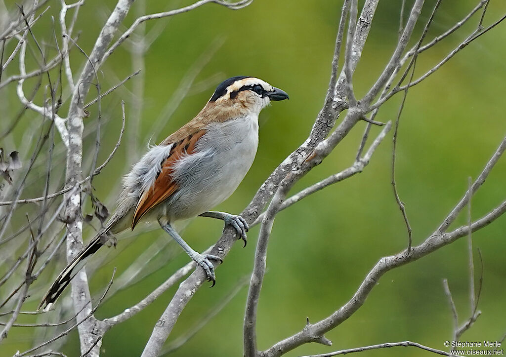 Black-crowned Tchagraadult