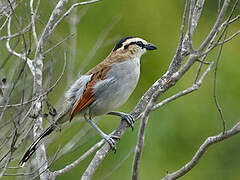 Black-crowned Tchagra