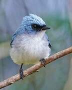 White-tailed Blue Flycatcher