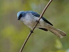 White-tailed Blue Flycatcher