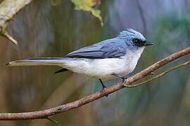 White-tailed Blue Flycatcher